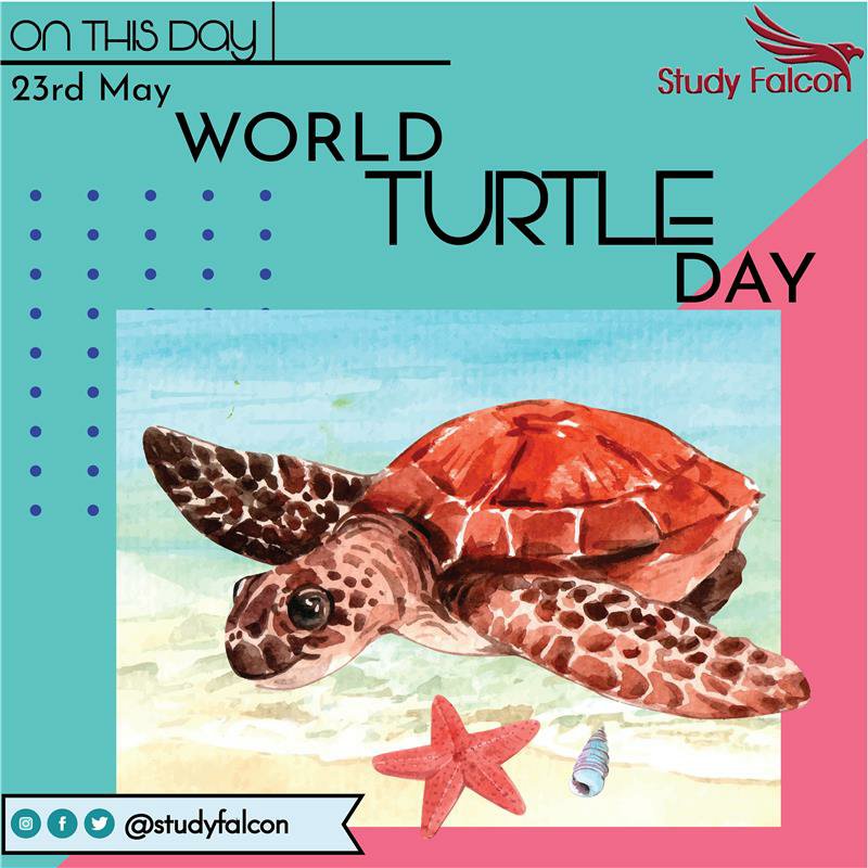 23rd May World Turtle Day Study Falcon